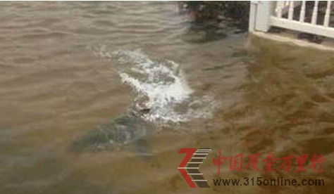 鯊魚(yú)游上街頭 鯊魚(yú)游上街頭