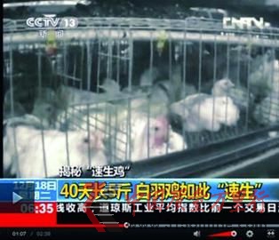 □24小時采食不止,雞棚嚴(yán)重超載,導(dǎo)致“速生雞”處于亞健康狀態(tài)。 央視截圖